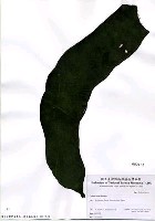 藏品(Codium latum Suringar)的圖片